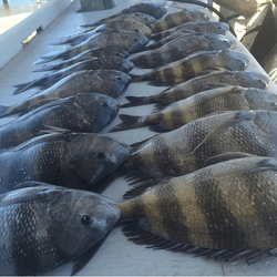 Sheepshead Harvest in Gulf of Mexico